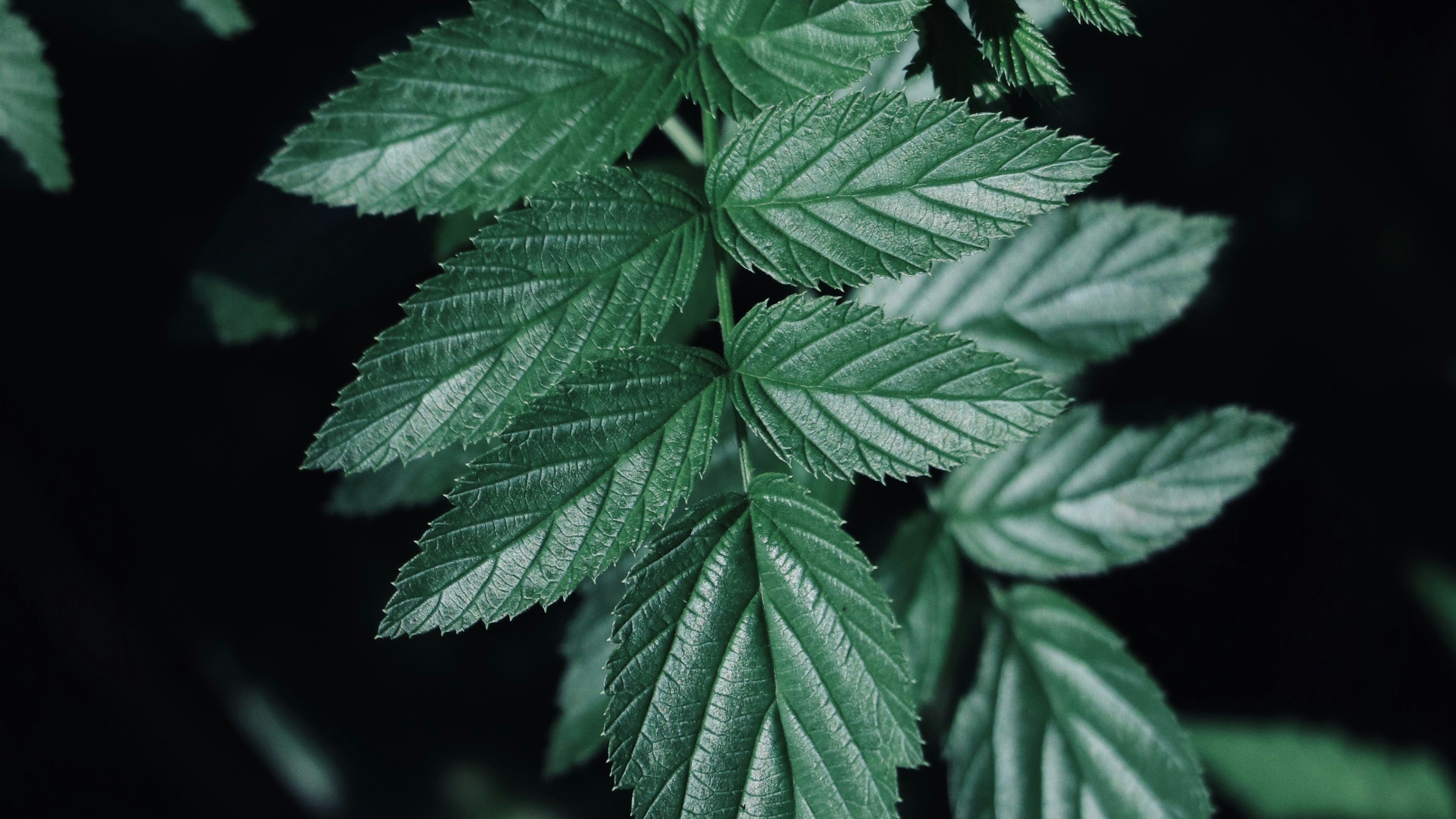 Photo by chriswong97