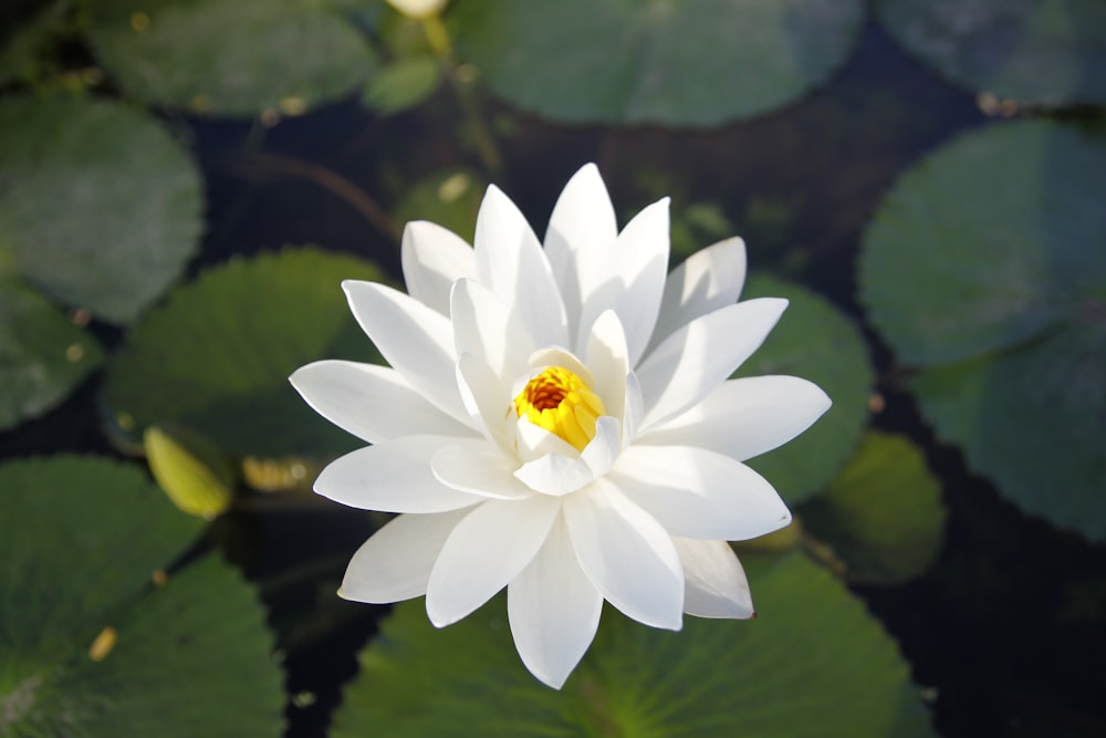 white lotus flower