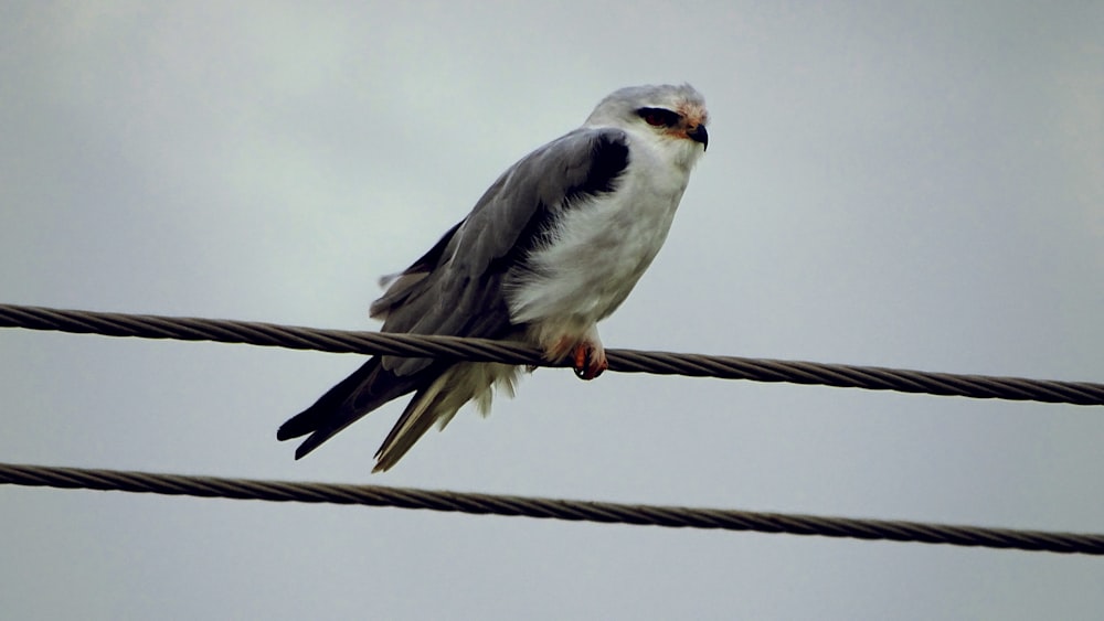 white and black hawk on wire