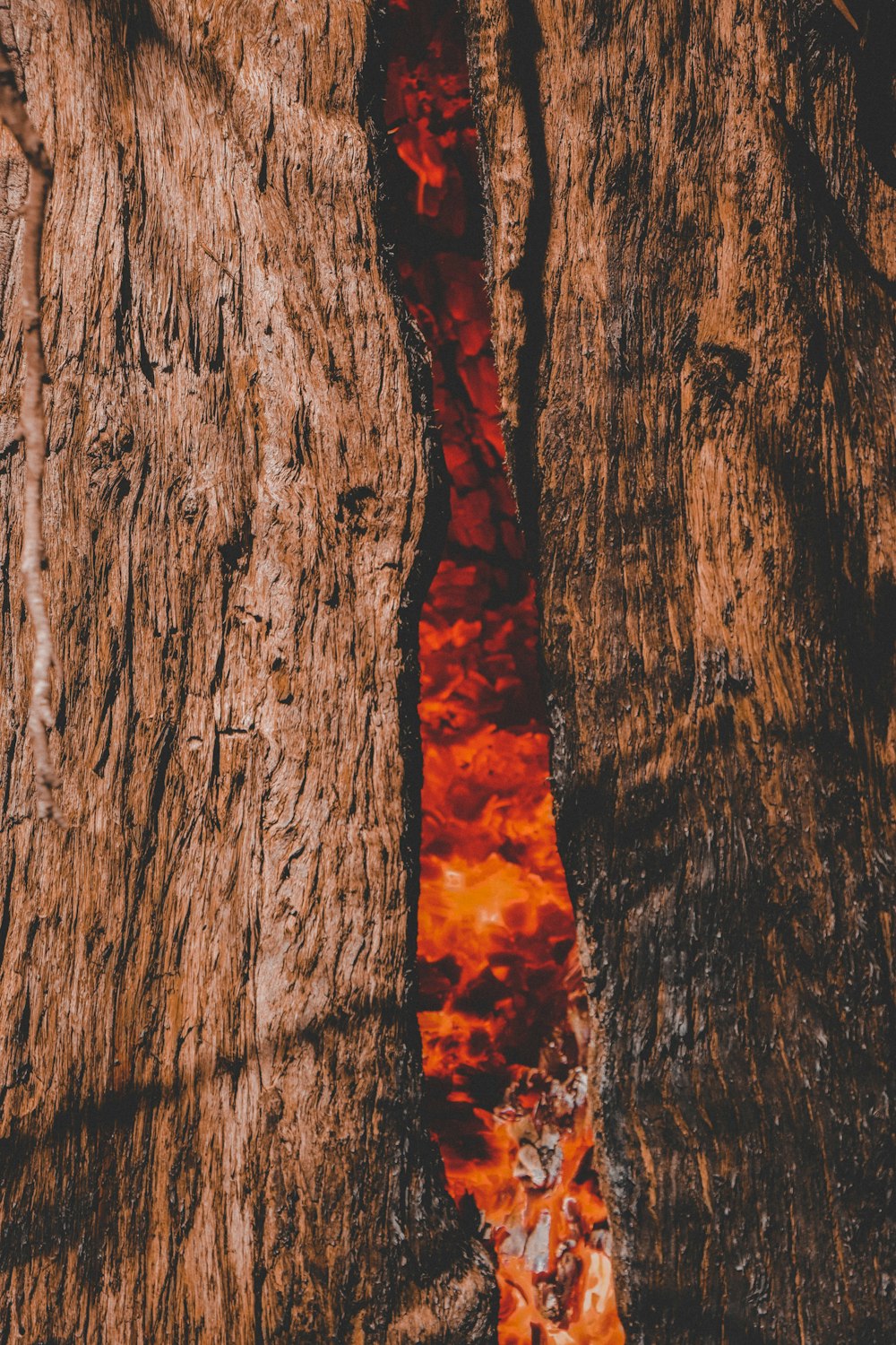 um close up de uma substância vermelha em uma árvore