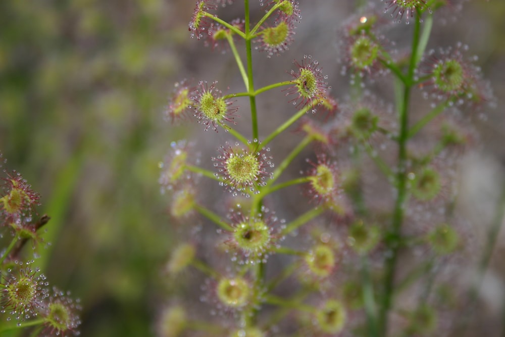 Macrophotographie de plantes