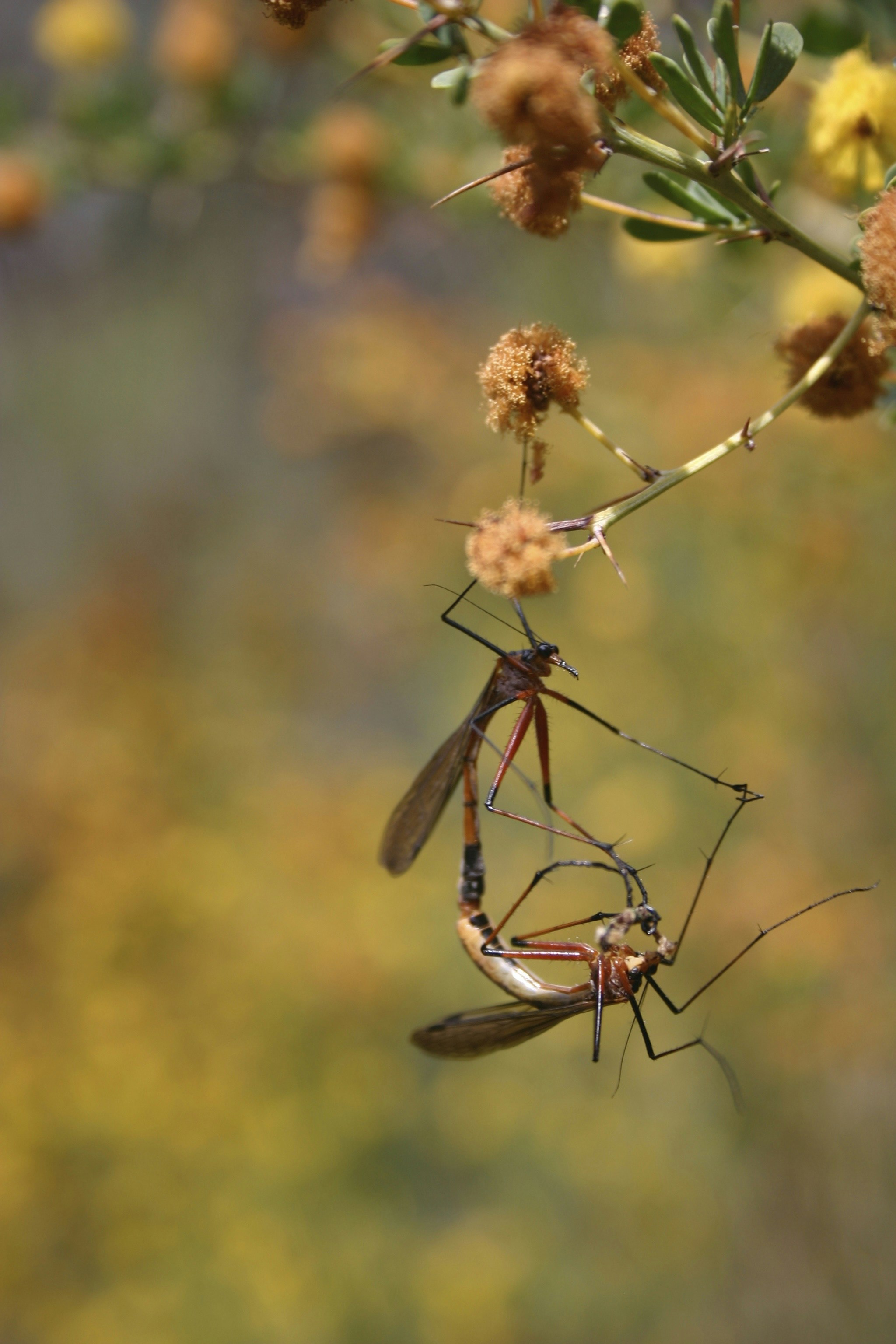 brown wasps in macro photography