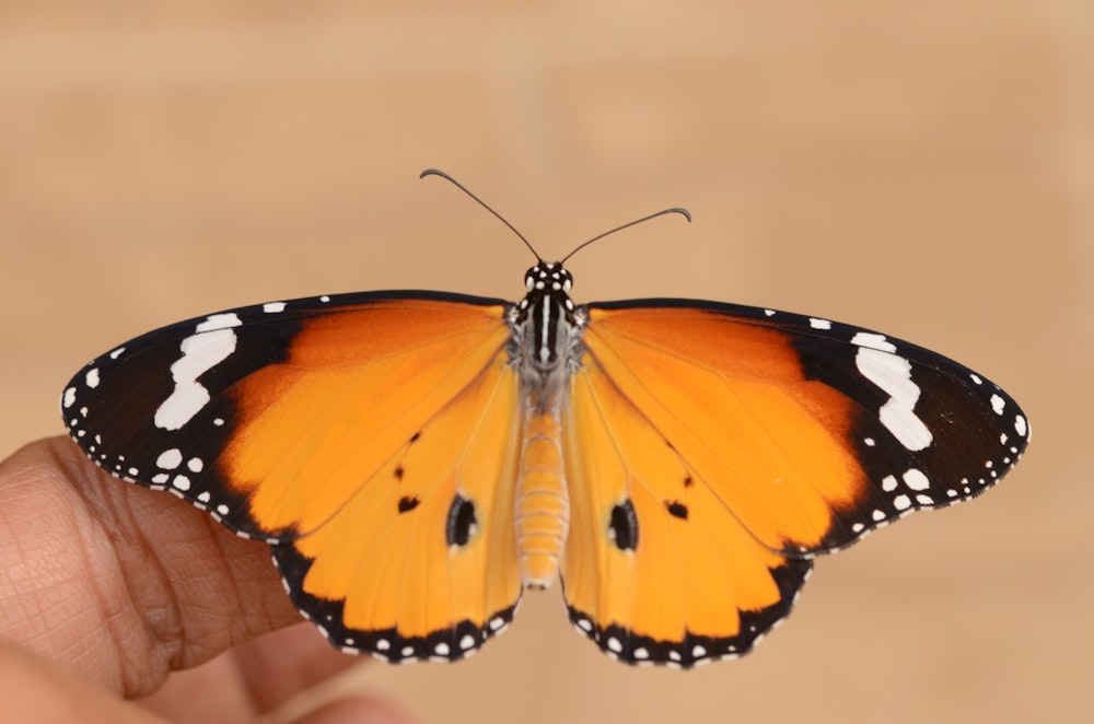 갈색, 검은색 및 흰색 나방 나비