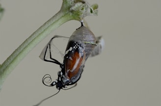A butterfly emerging from its chrysalis amidst fresh spring leaves.