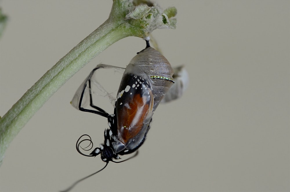 Eine Nahaufnahme eines Käfers an einer Pflanze