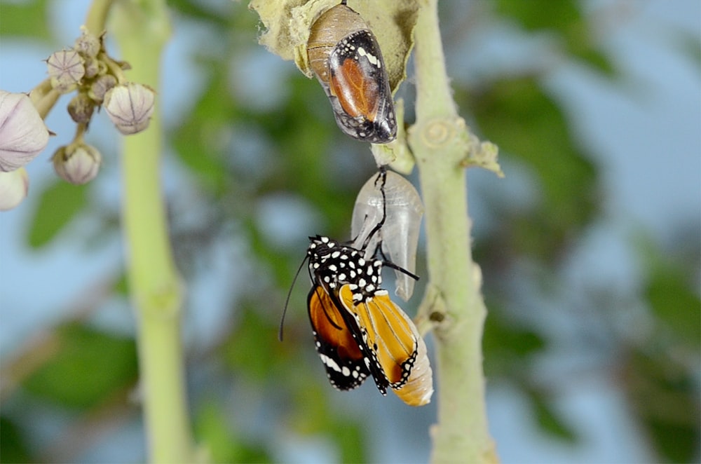 Reine papillon sur feuille