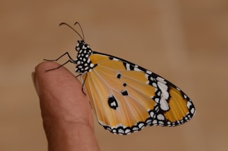 orange and white spotted butterfly