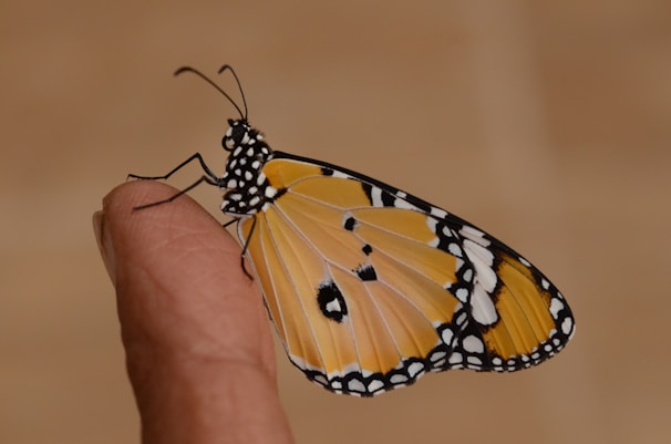 orange and white spotted butterfly