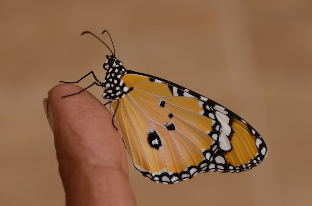 orange and white spotted butterfly