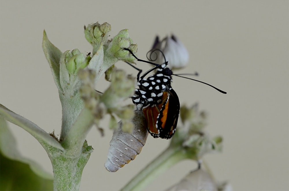 black and brown butterfly on green leaf plant