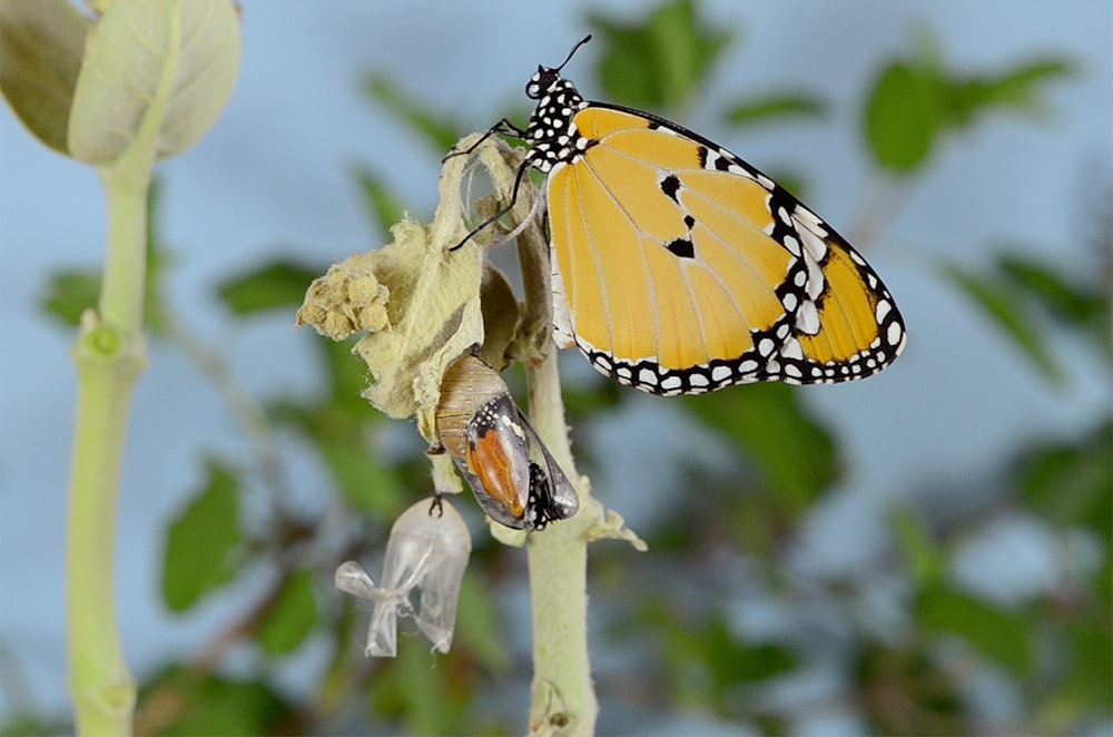 yellow and black butterfly