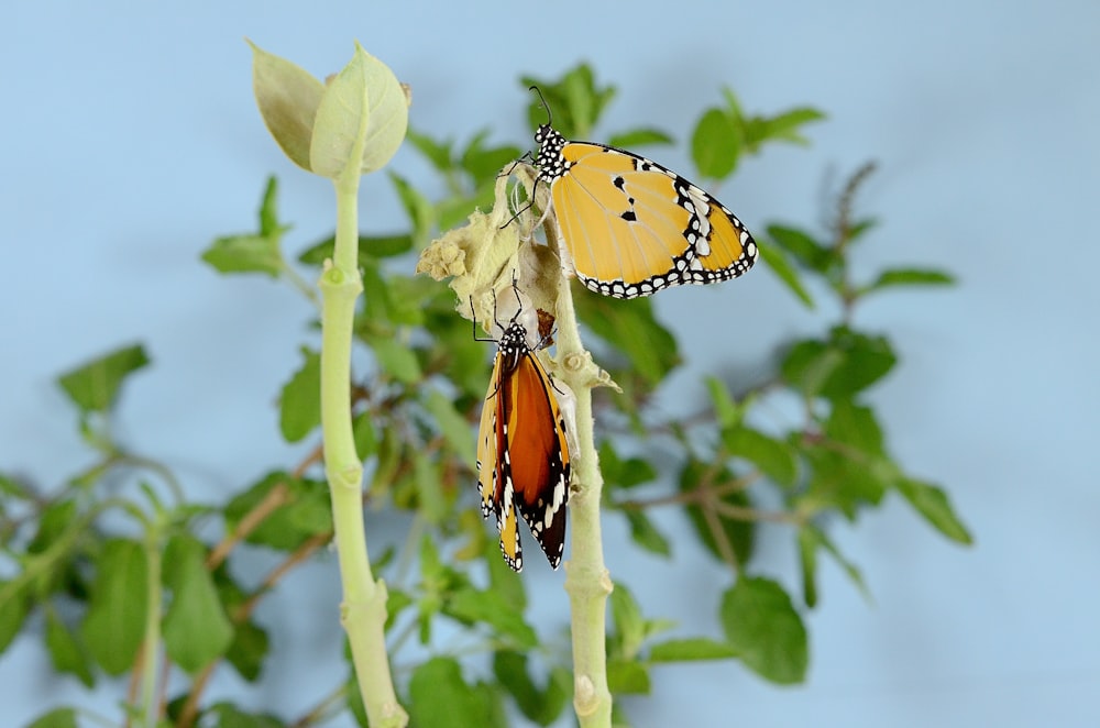 monarch butterflies