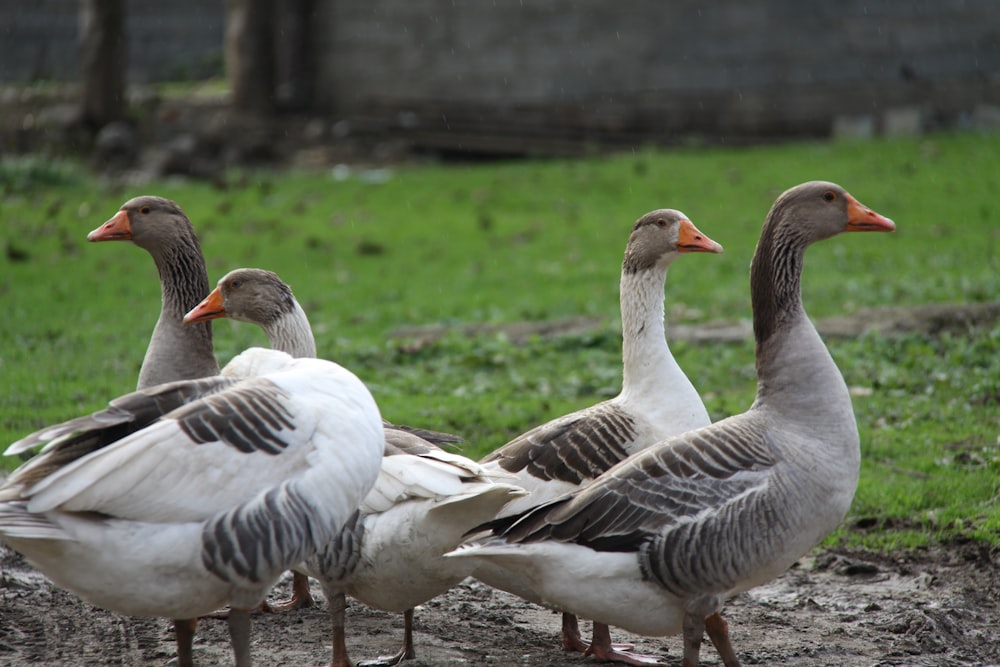 four black and white ducks