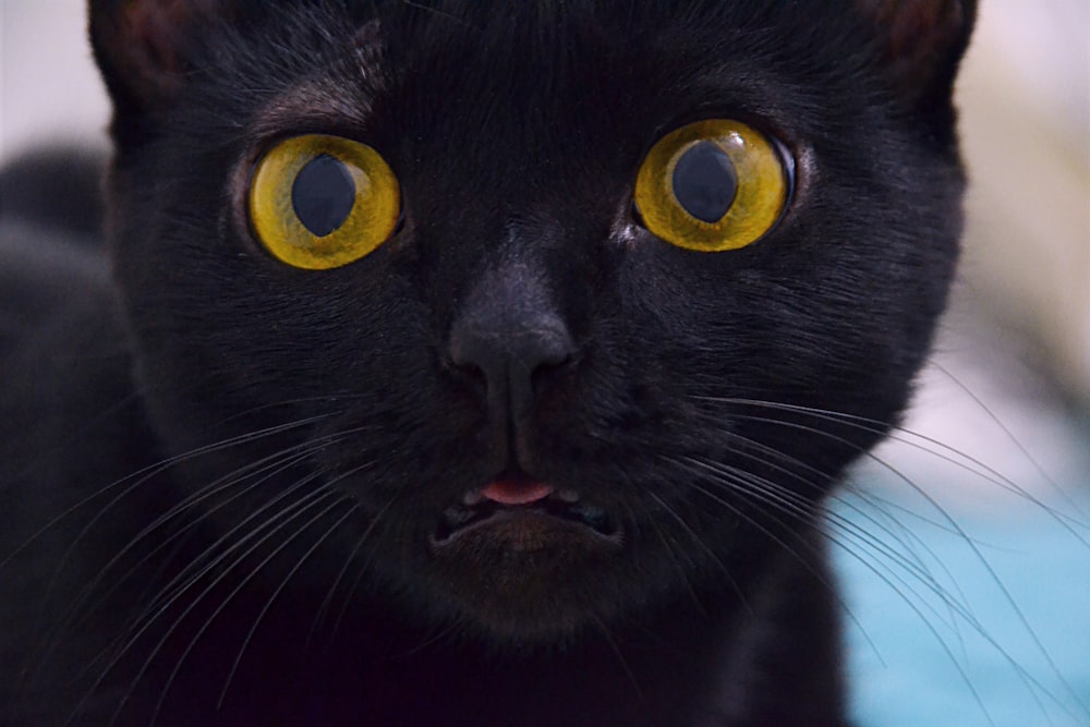 short-fur black cat with green eyes