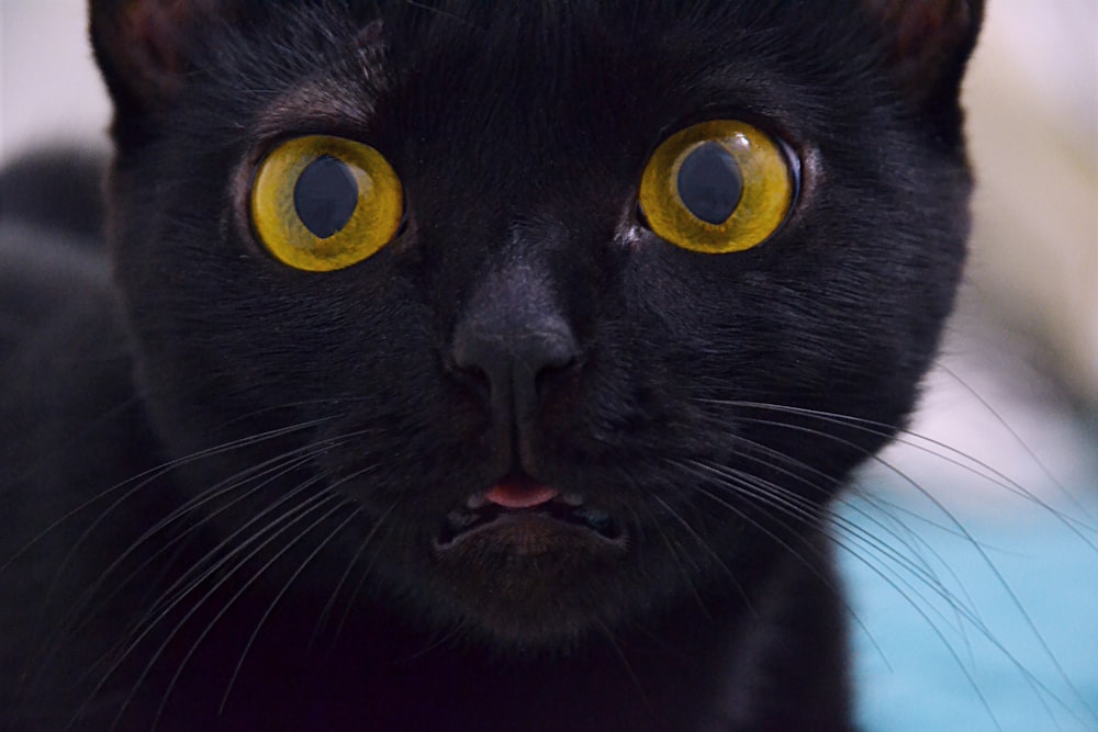 gato negro de pelaje corto con ojos verdes