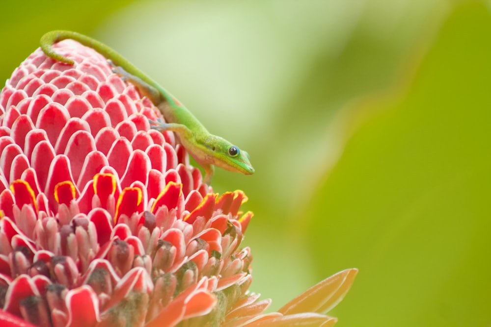 green lizard on red flower