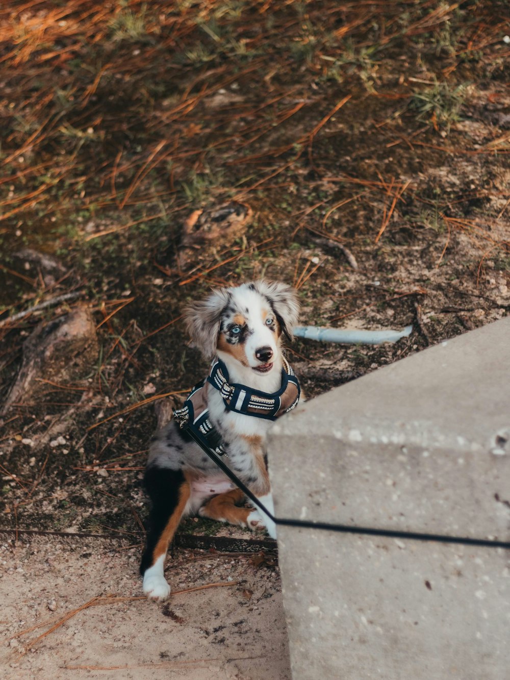 a small dog wearing a harness on a leash