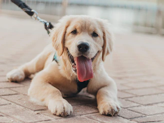 Golden retriever puppy Taylors | Local Scoopers