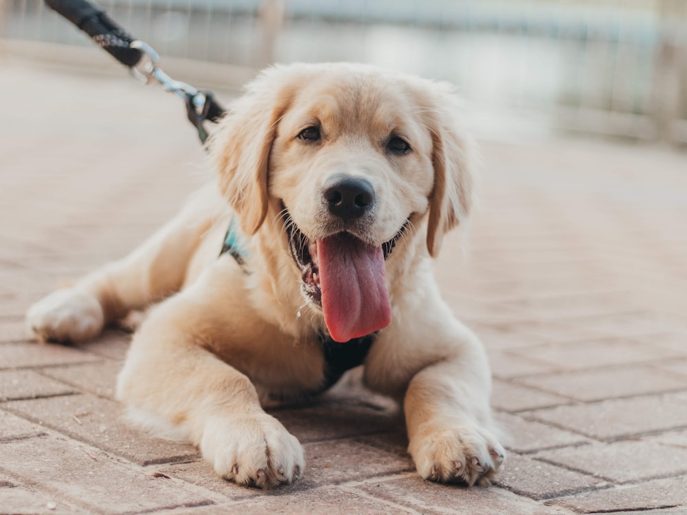 Golden retriever puppy on pavement
