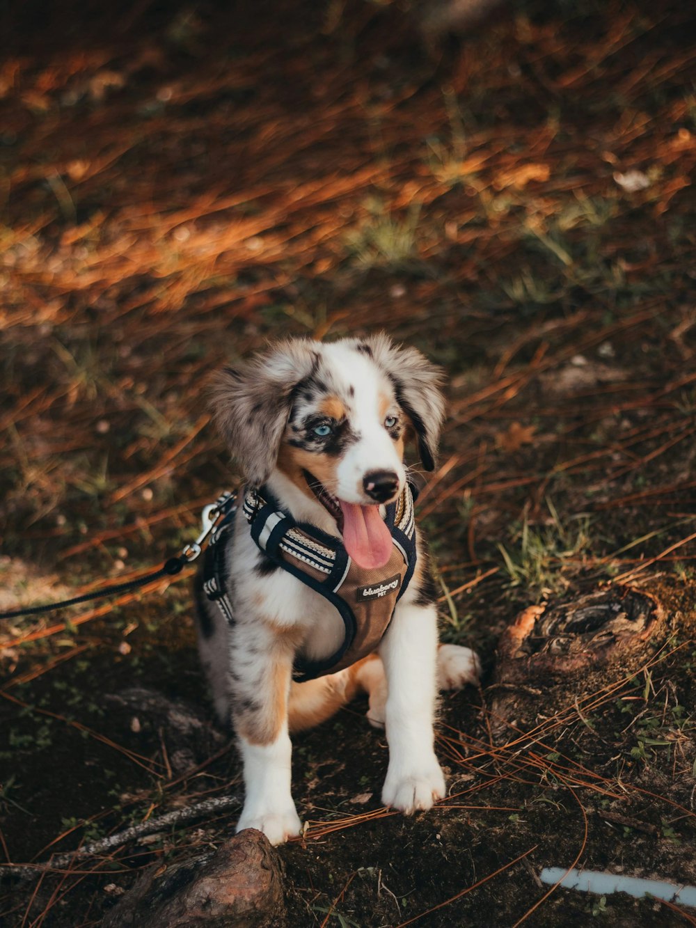 tan and white short-coated dog