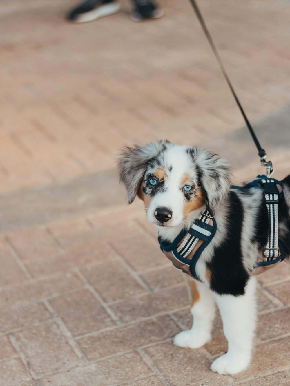 white and beige puppy