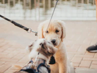 Rio happily greeting a new friend during a park walk.