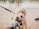 A golden retriever puppy sits on a paved surface, meeting another small dog face-to-face. Both dogs are on leashes, held by unseen individuals. In the background, a body of water and a railing are visible.