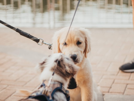 A golden retriever puppy sits on a paved surface, meeting another small dog face-to-face. Both dogs are on leashes, held by unseen individuals. In the background, a body of water and a railing are visible.