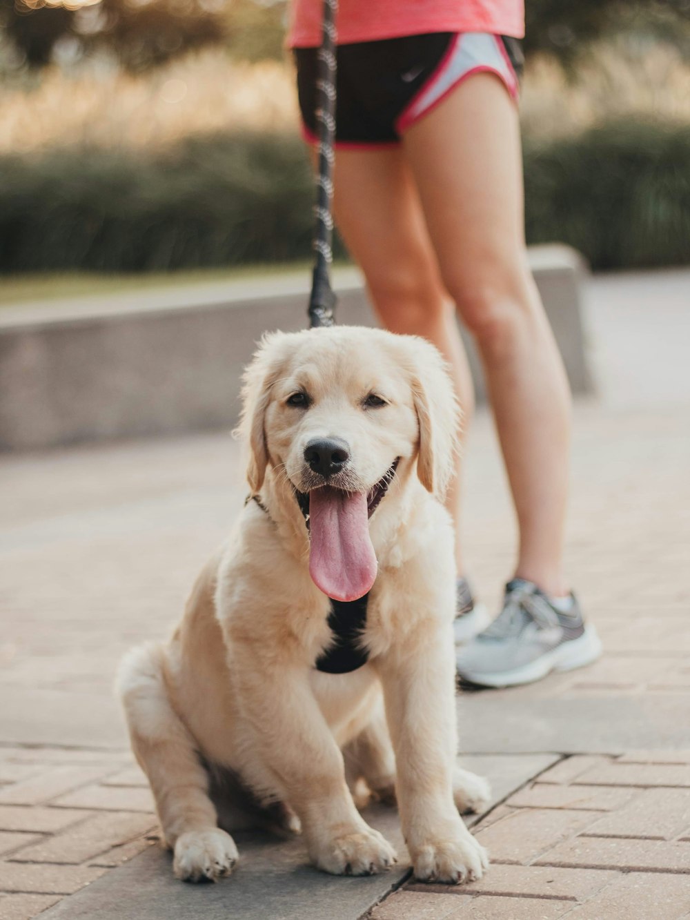 person near beige dog