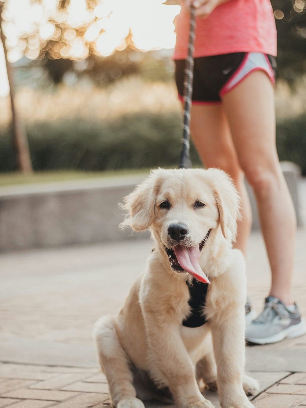 woman stands beside yellow Labrador retriever puppy at the park