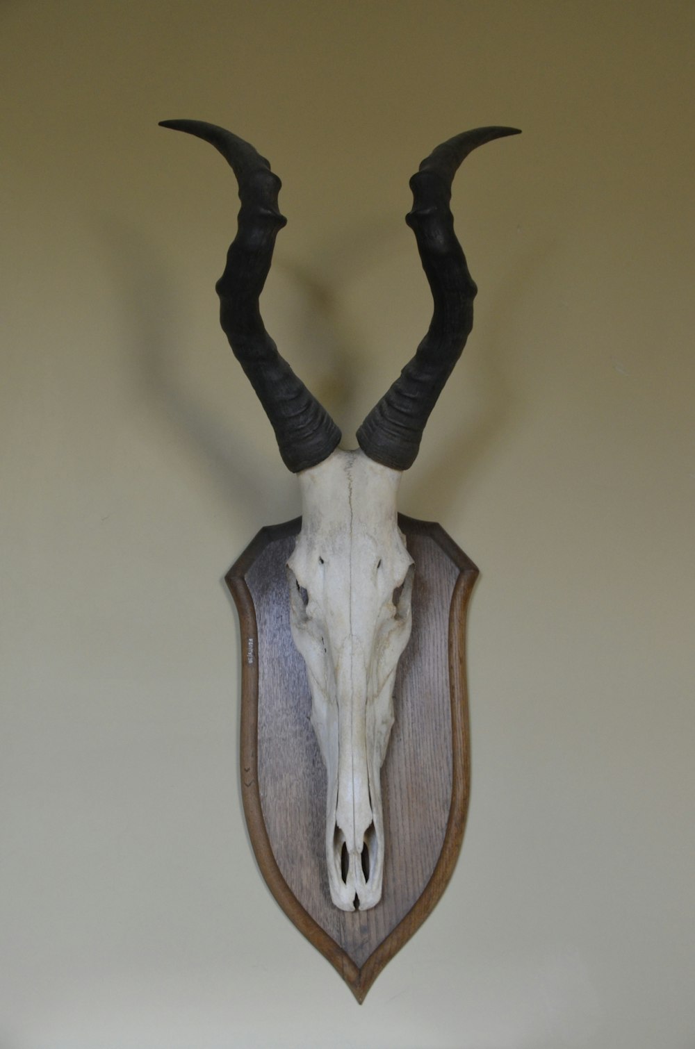 White Animal Skull Wall Decor Photo Free Armor Image On Unsplash