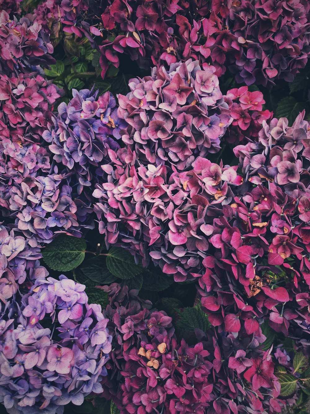 분홍색과 보라색 수국 꽃