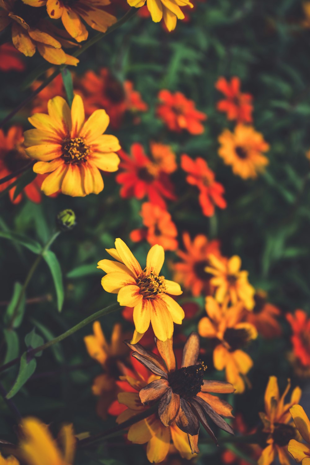 orange flowers with green leaves