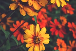 yellow and red flowers in bloom