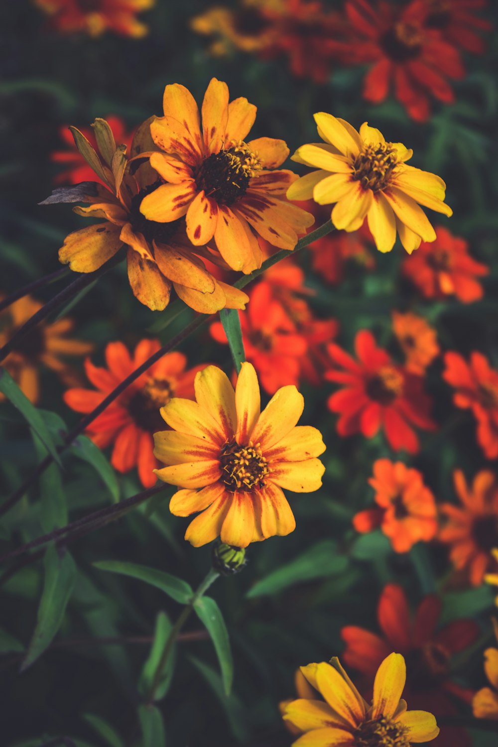 Gelbe und rote Blumen blühen