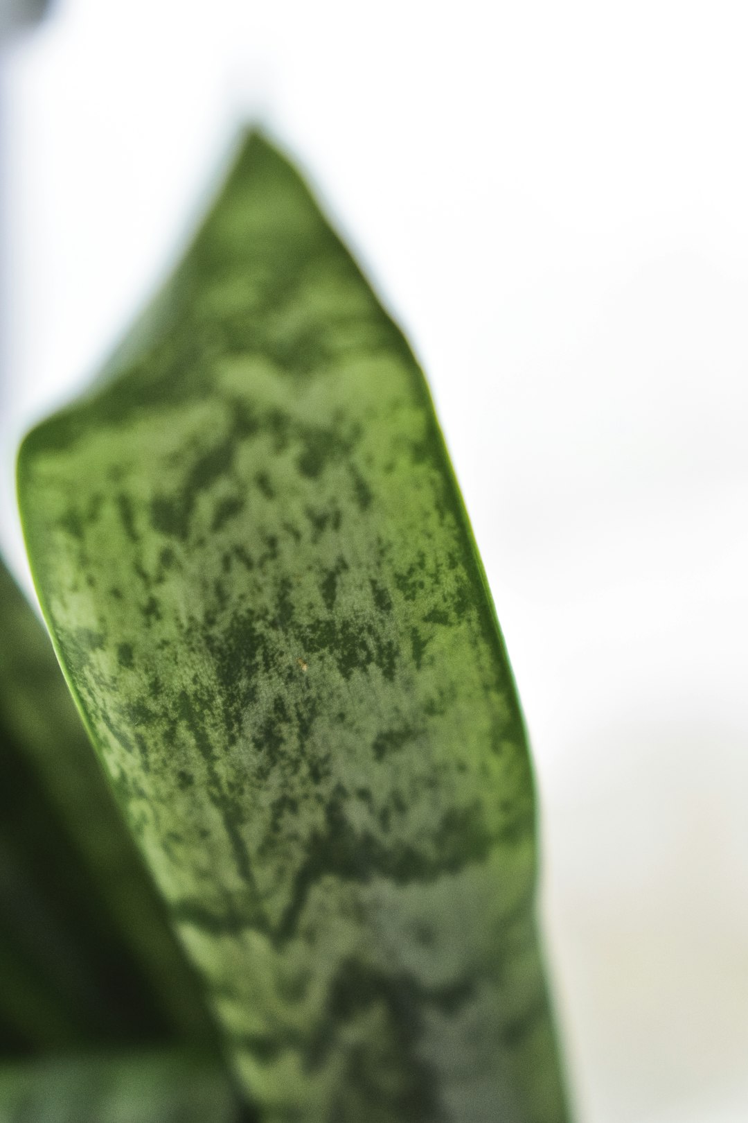 focus photography of a green snake plant