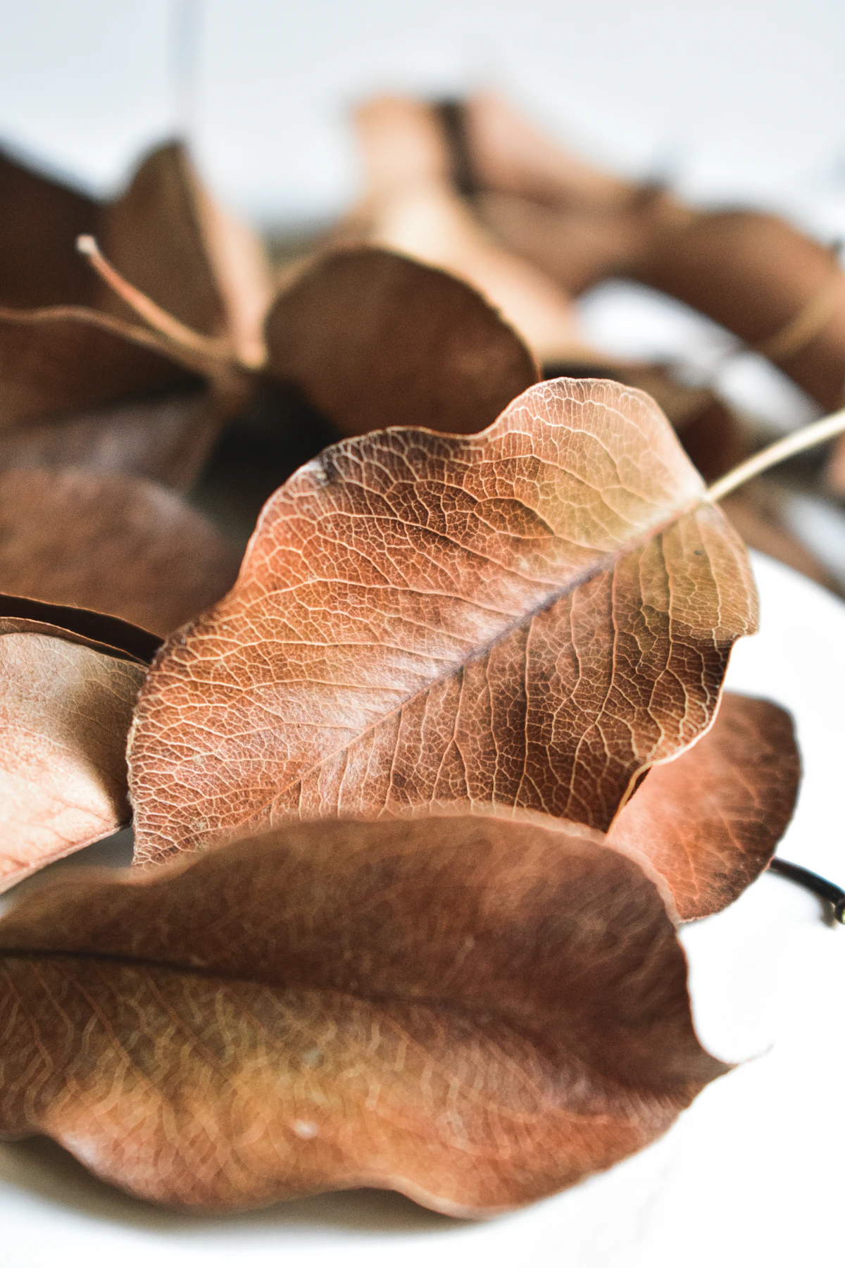 A drooping plant with limp leaves bent over the edge of a pot, showing classic wilt collapse