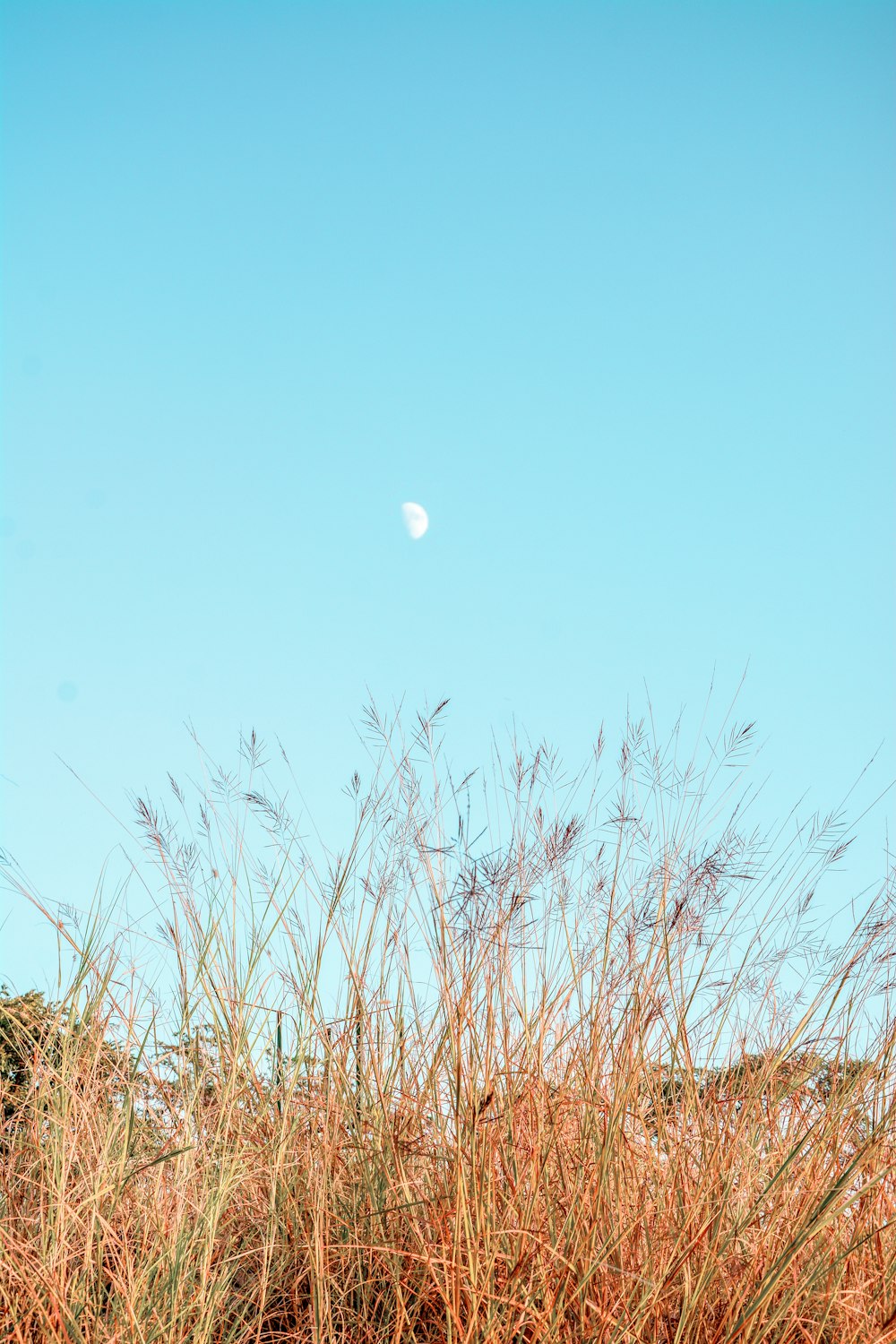 brown grass field