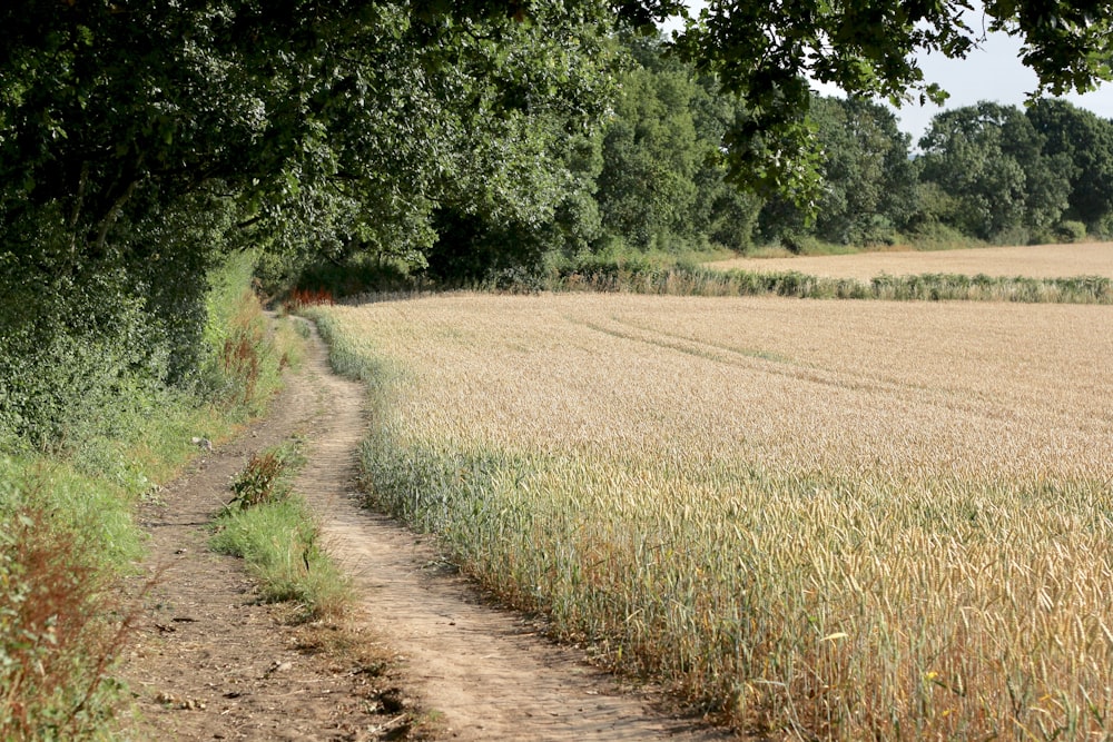 green and brown plant field