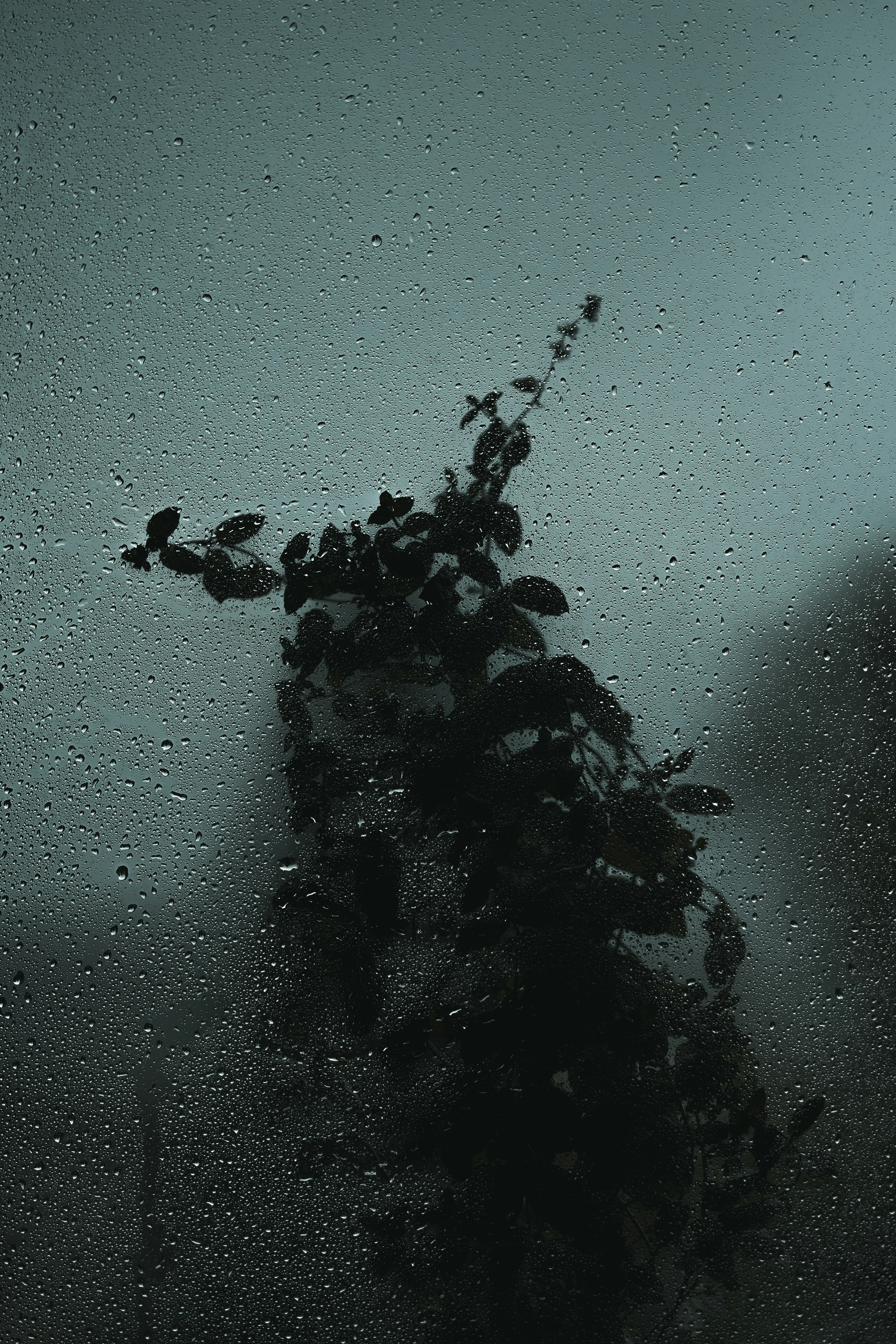 grayscale photo of leaf