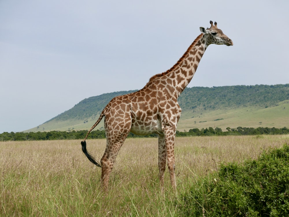 photo of brown giraffe