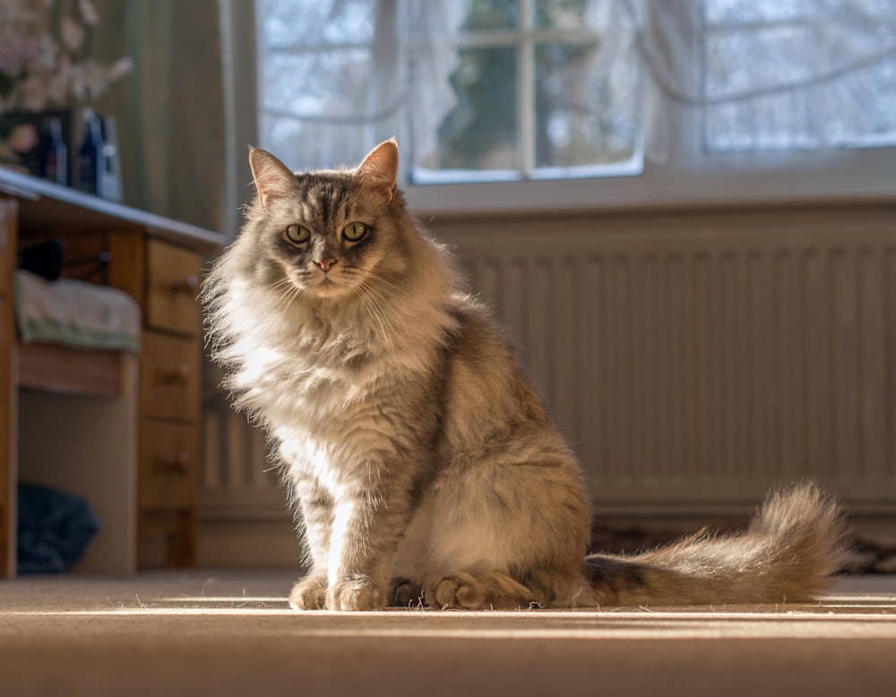 photo of white gray cat