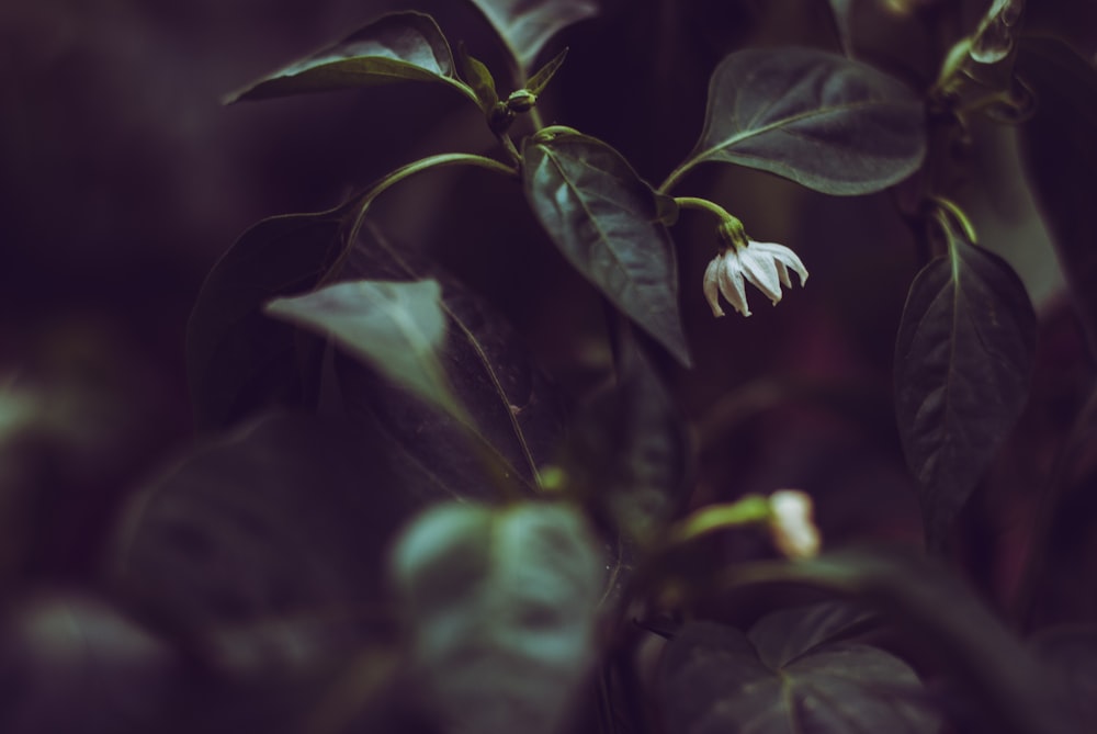 close-up of green leafed plant