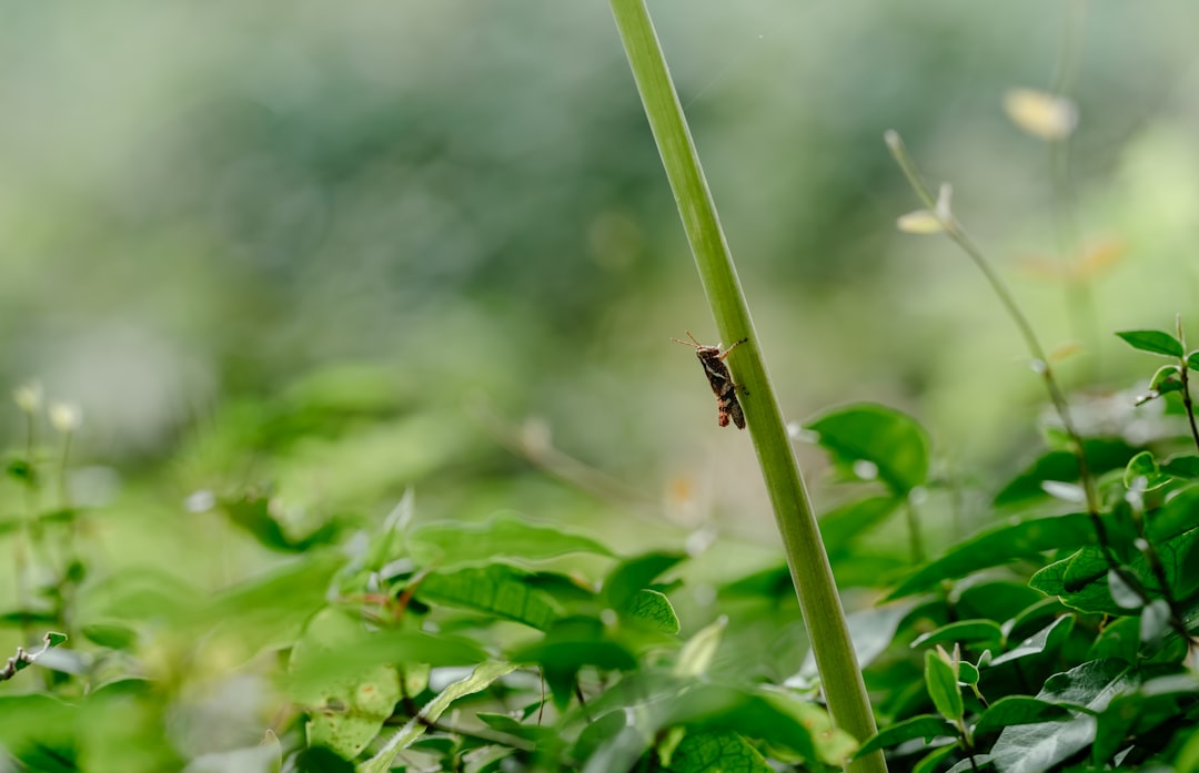 brown hopper on green stem macro photography