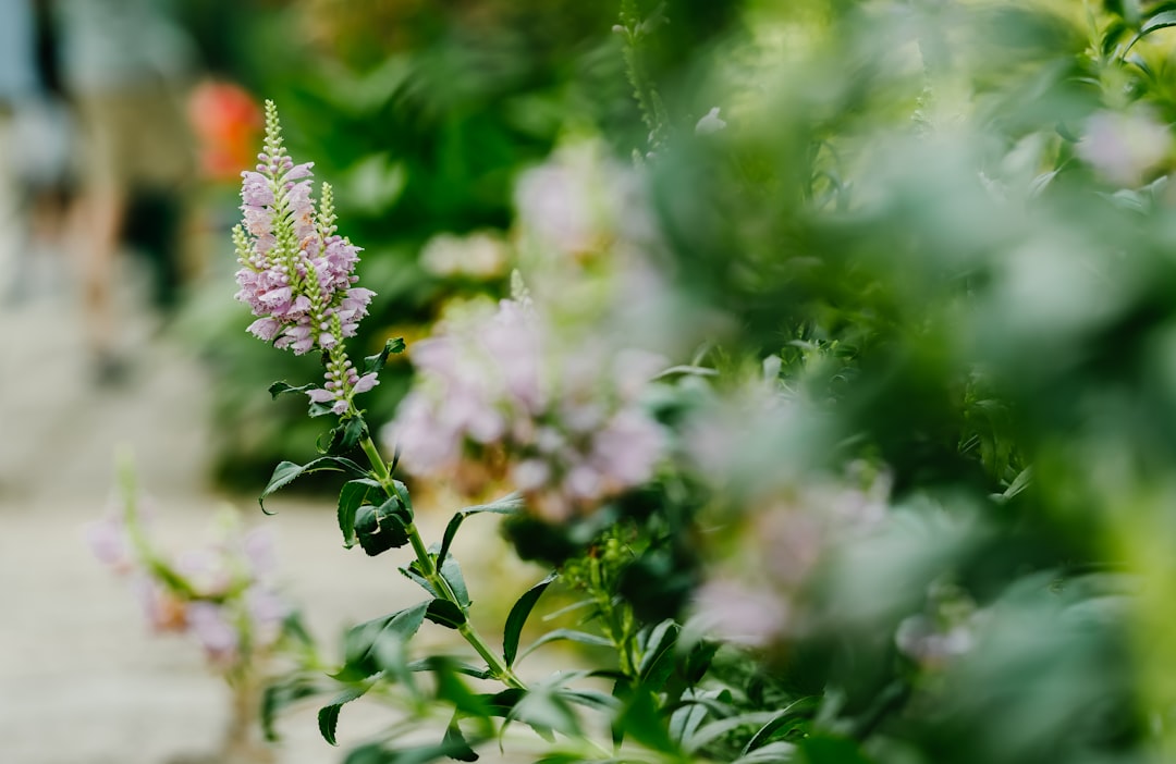 pink-petaled flowers with leaves