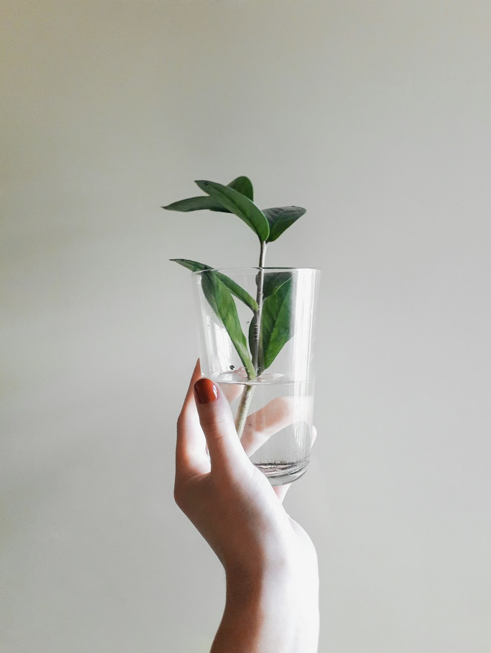 Person, die klares Trinkglas mit Wasser und grüner Pflanze hält
