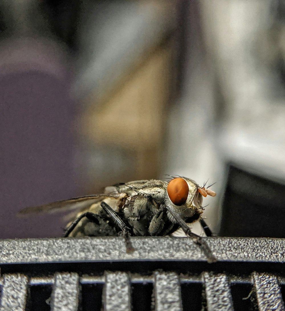 black and brown fly