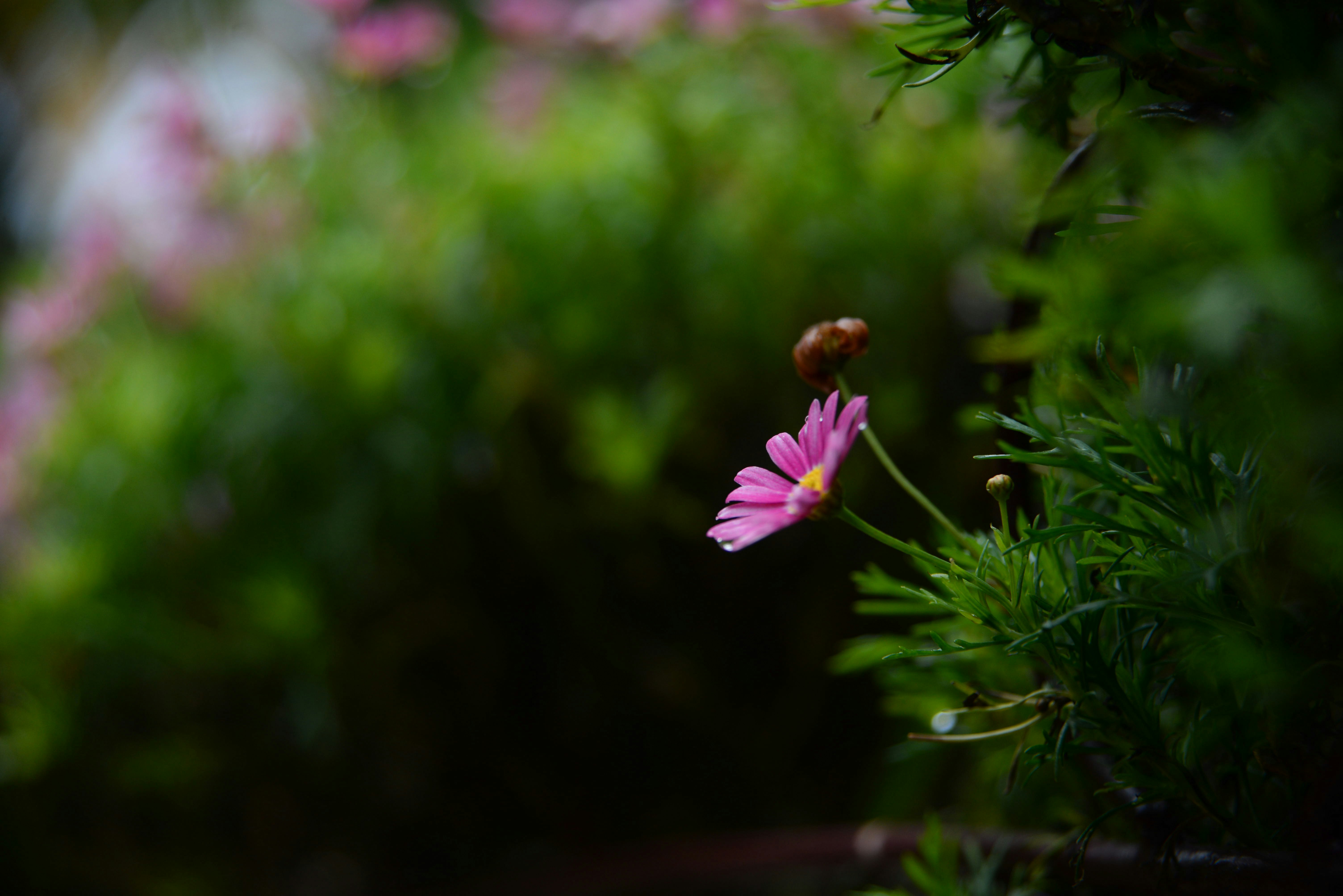 Photo by nguyenhuuquan