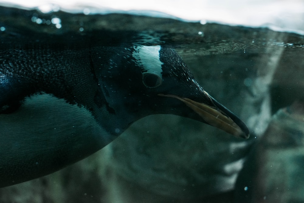 Pingouin noir