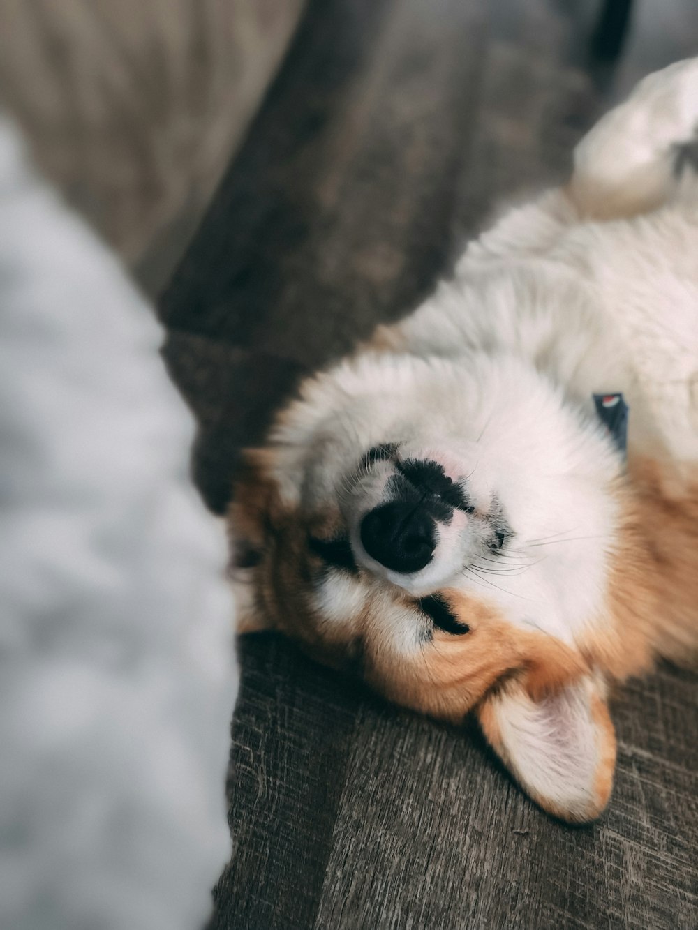 white corgi dog